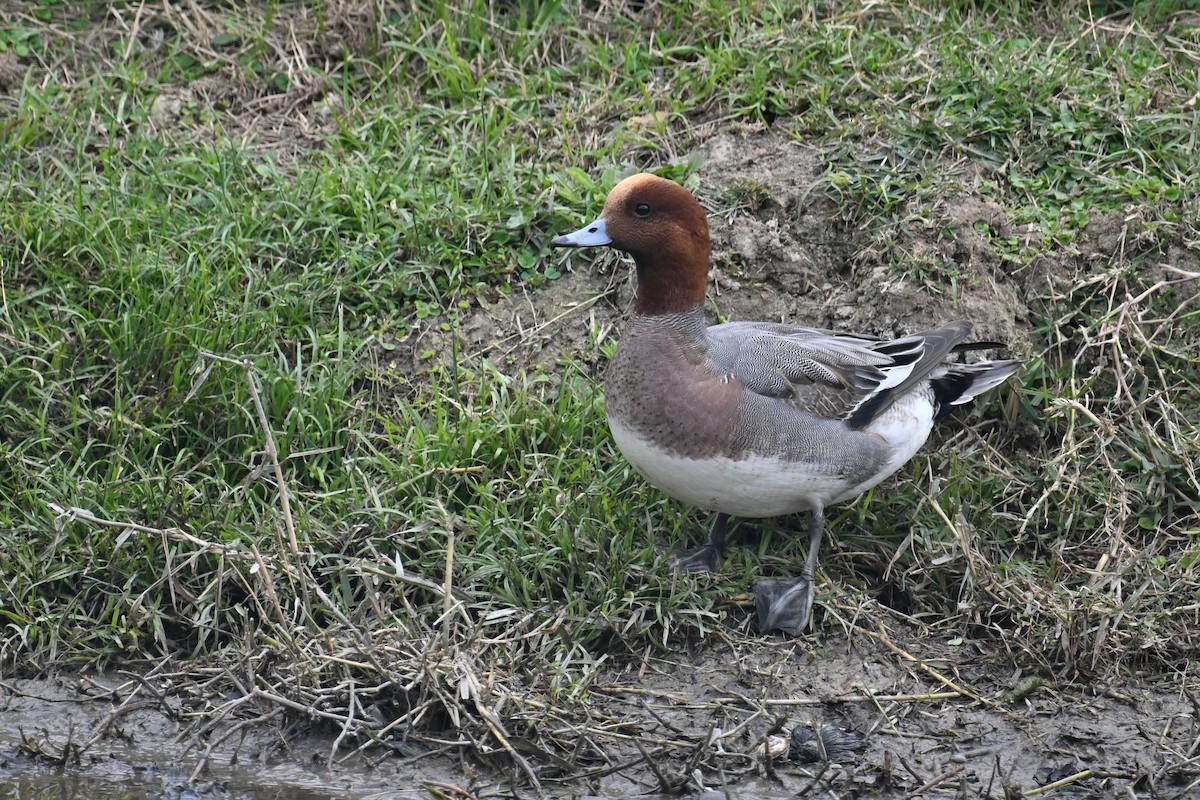 Eurasian Wigeon - ML614183239