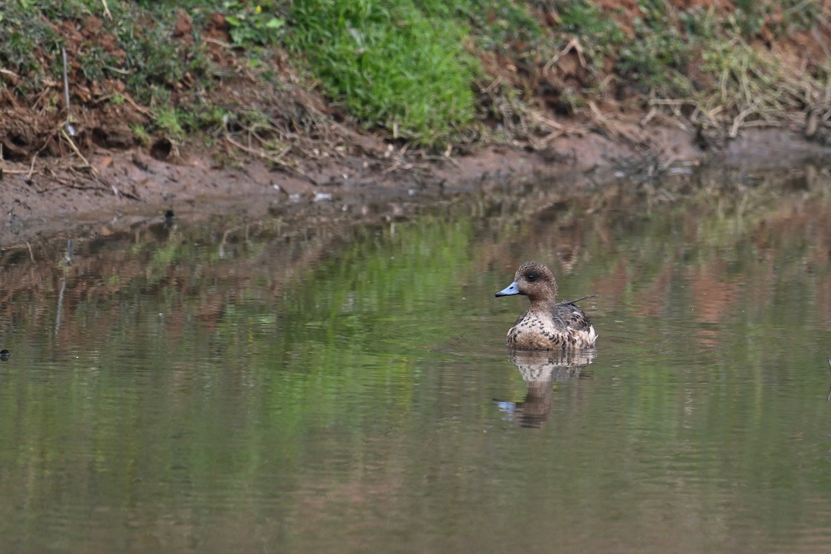 Eurasian Wigeon - ML614183240