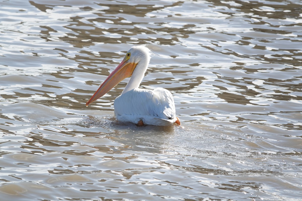 American White Pelican - JoAnn Girard