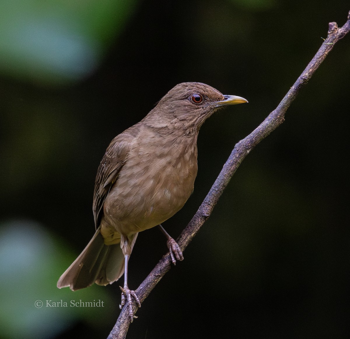 Clay-colored Thrush - ML614183337