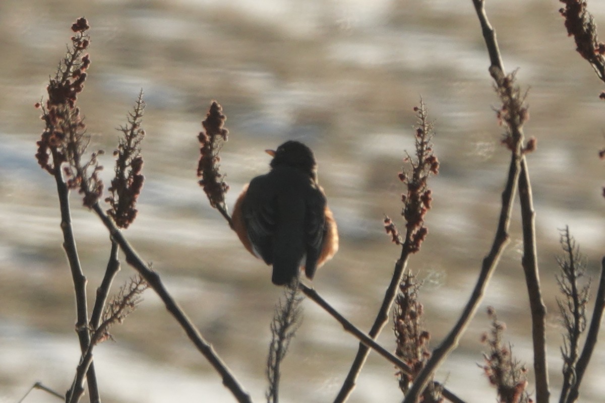 American Robin - ML614183357