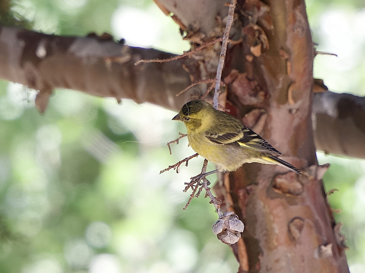 Black-chinned Siskin - ML614183405