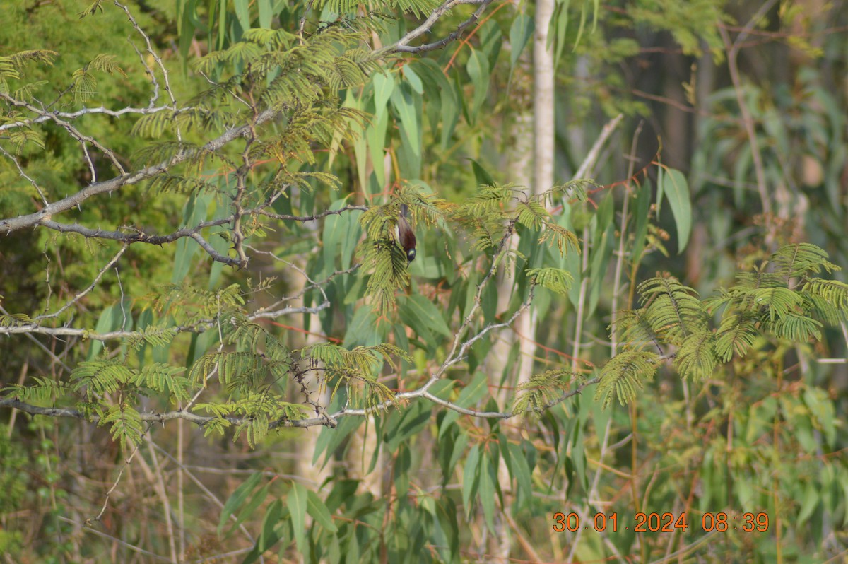 Indiennektarvogel - ML614183418