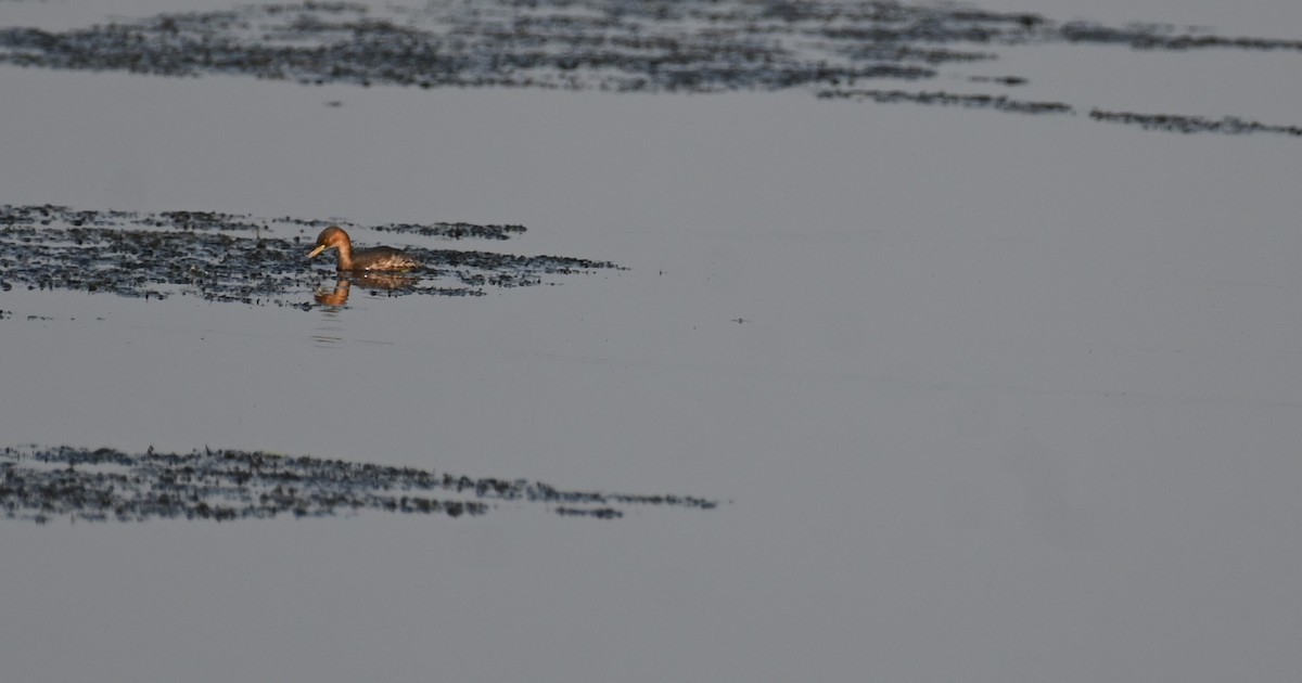 Little Grebe - ML614183423