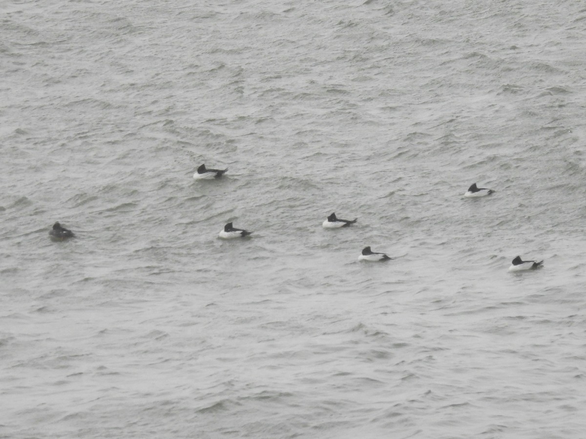 Common Goldeneye - ML614183531