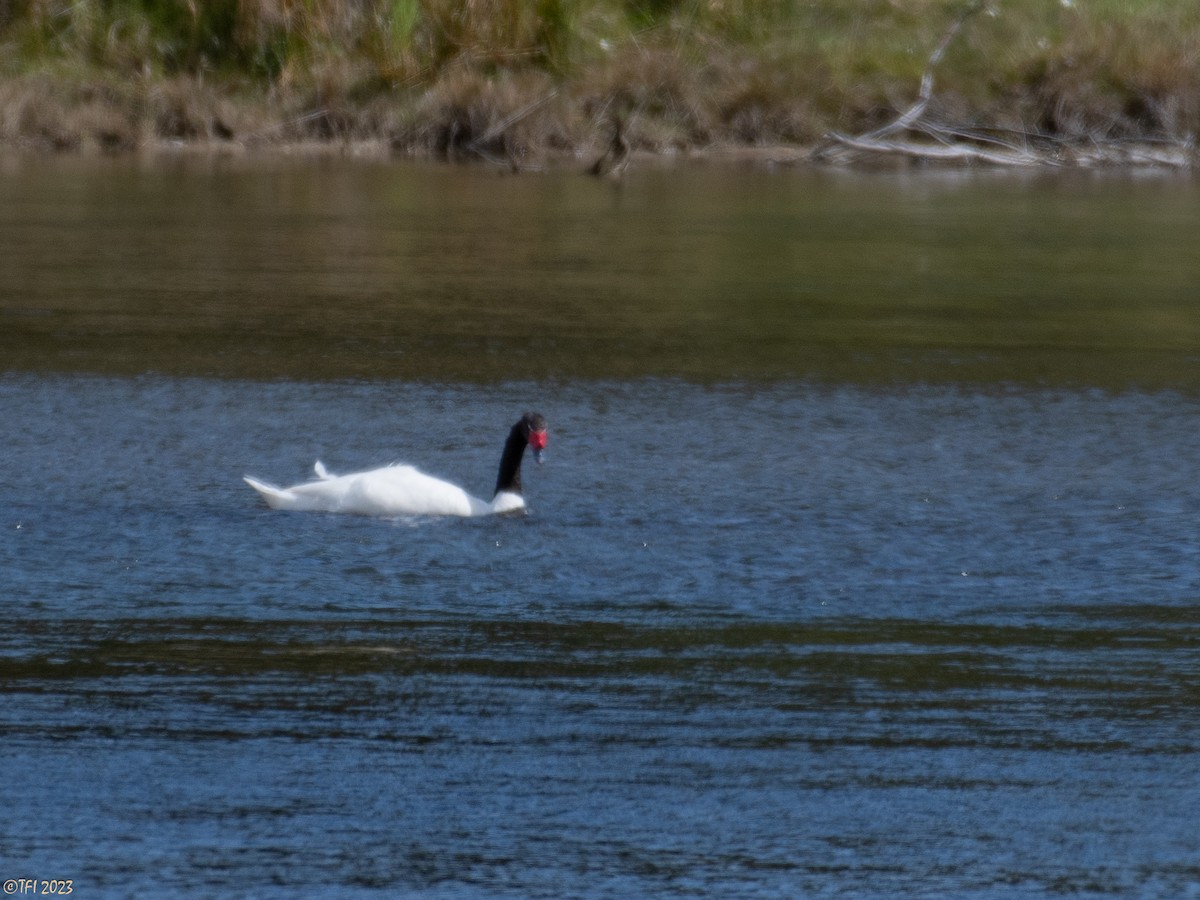 Black-necked Swan - ML614183539