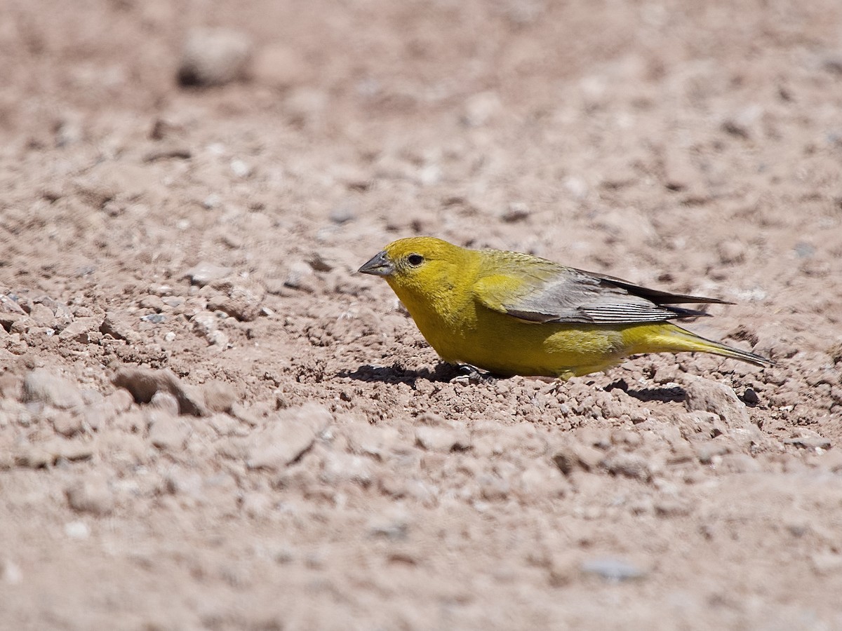 Greater Yellow-Finch - ML614183542