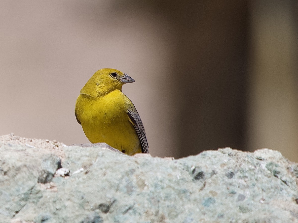 Greater Yellow-Finch - ML614183544