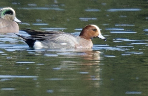 Eurasian Wigeon - william tyrer