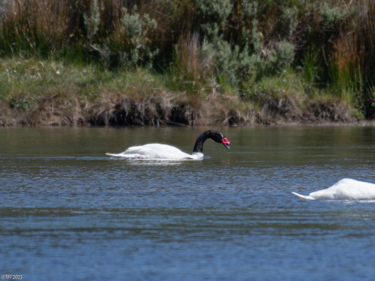 Black-necked Swan - ML614183589