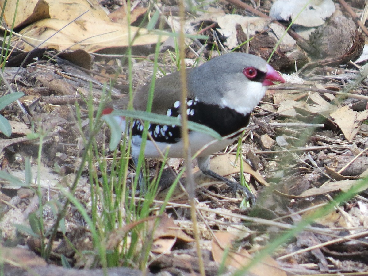 Diamond Firetail - ML614183609