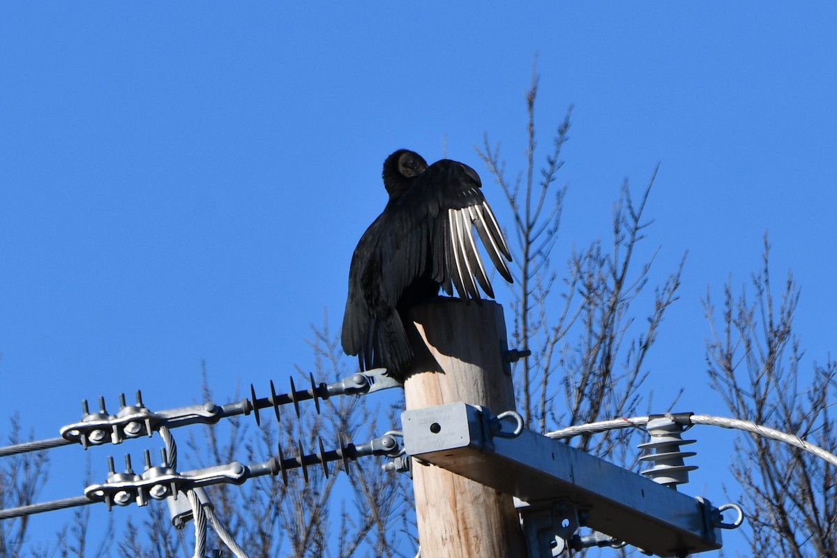 Black Vulture - ML614183629