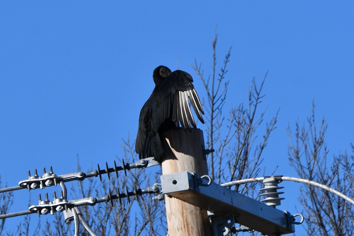 Black Vulture - ML614183630