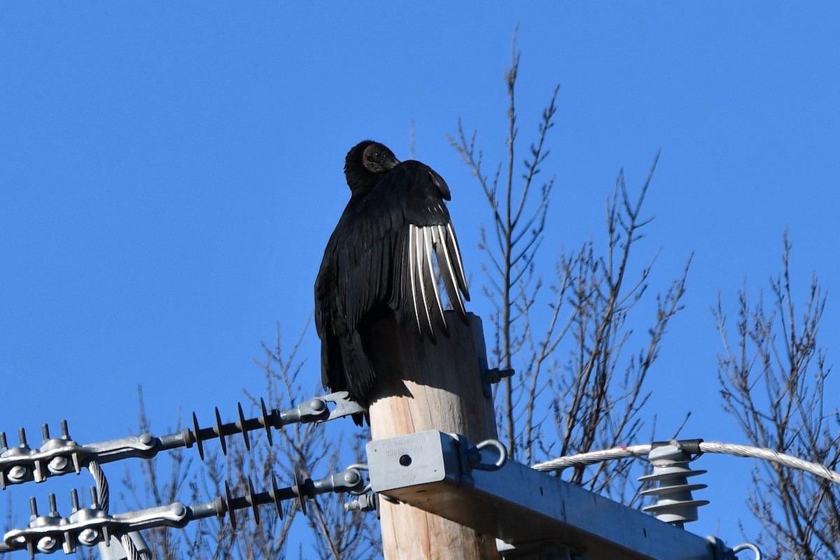 Black Vulture - ML614183631