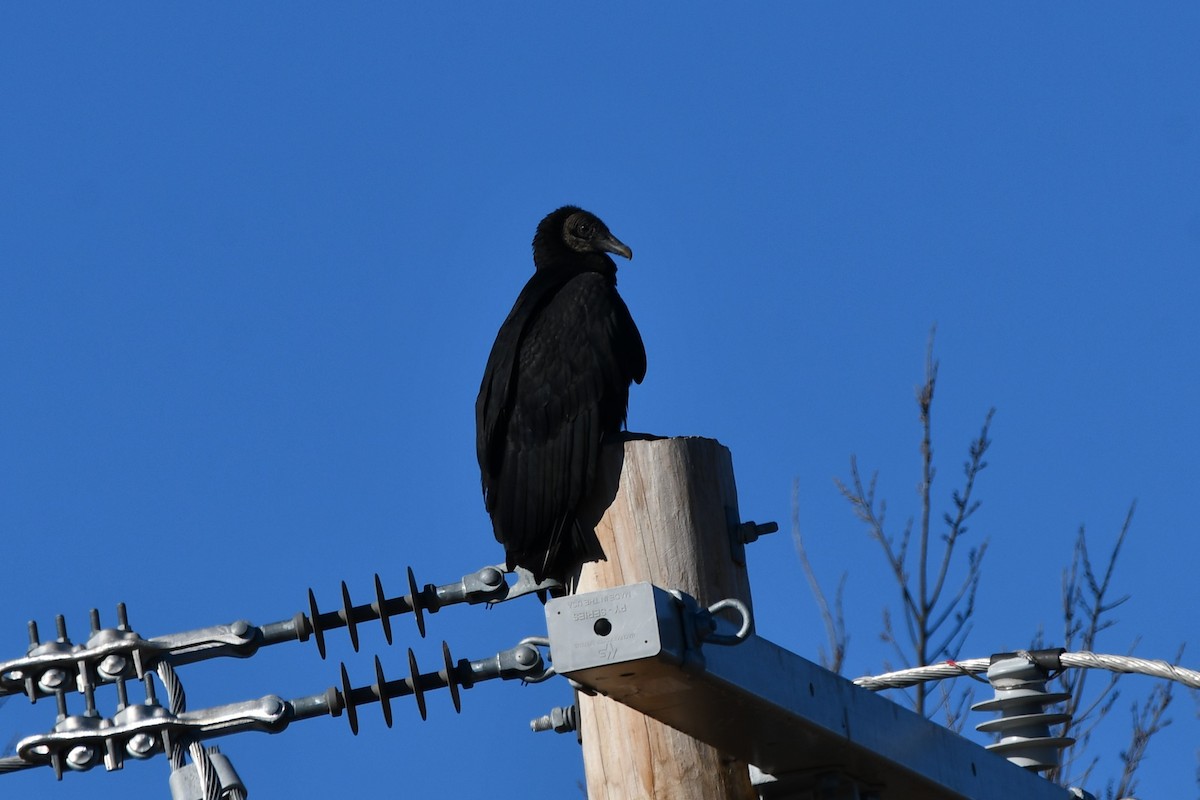 Black Vulture - ML614183634