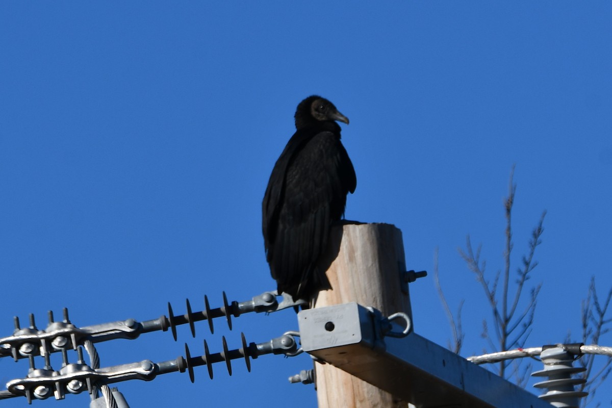 Black Vulture - ML614183635