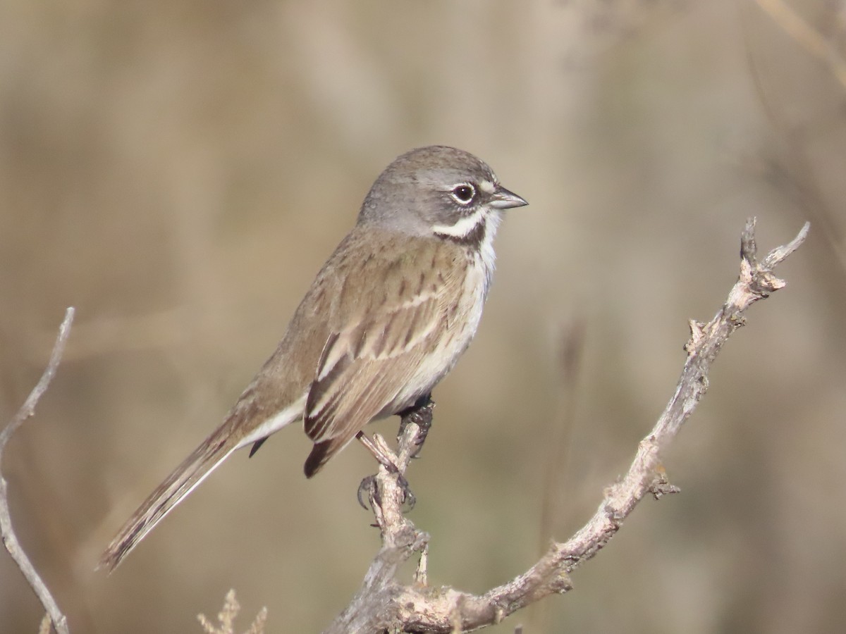 Bell's Sparrow - Carol Comeau