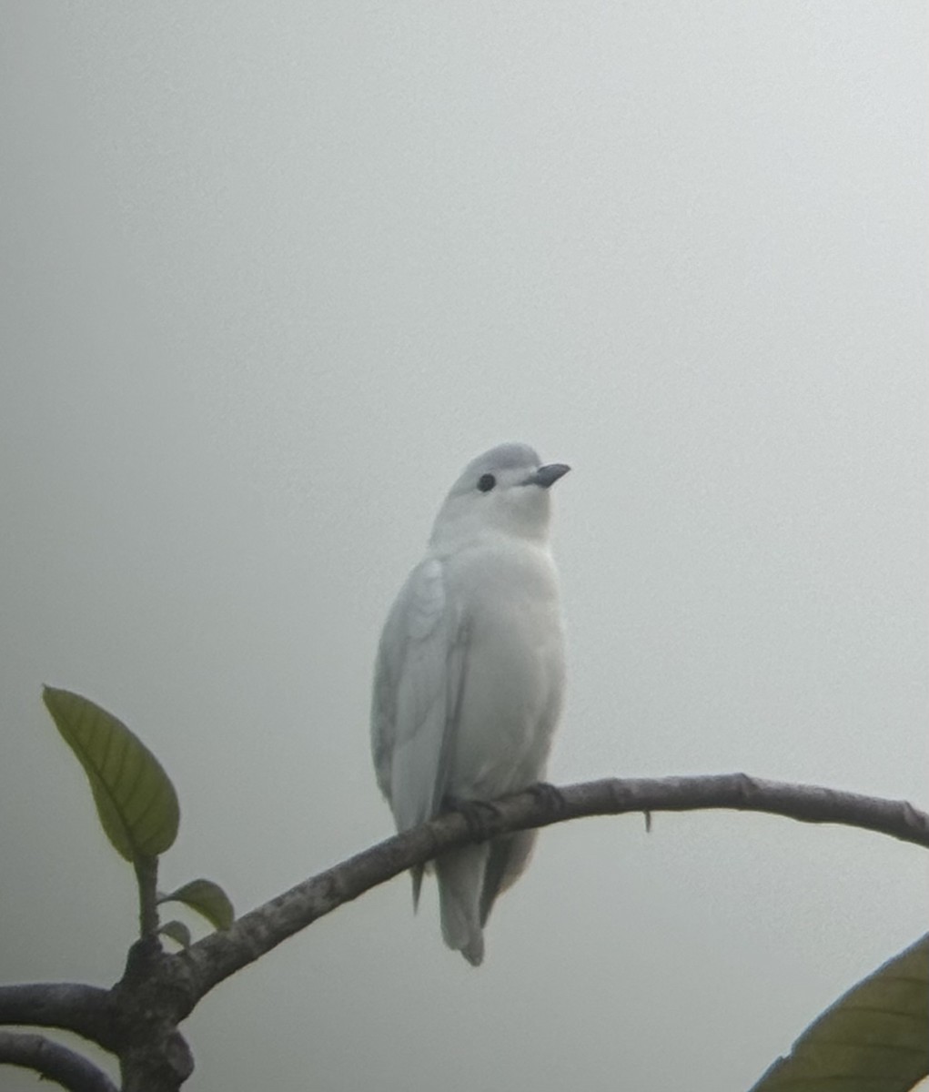 Cotinga Níveo - ML614183720