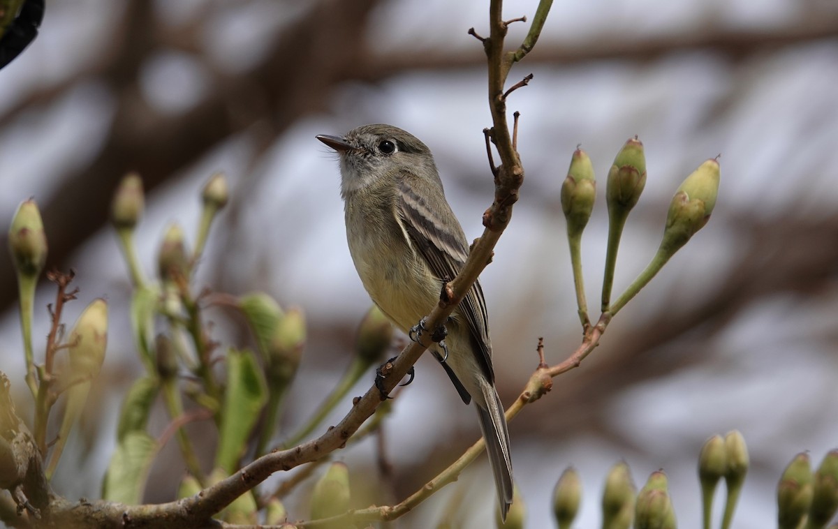 Dusky Flycatcher - ML614183743