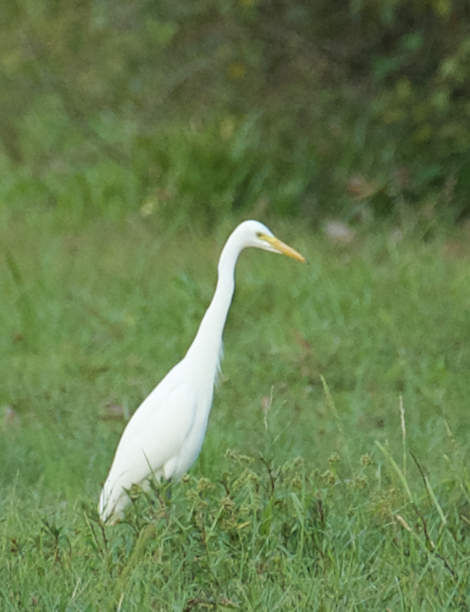 Medium Egret - ML614183757