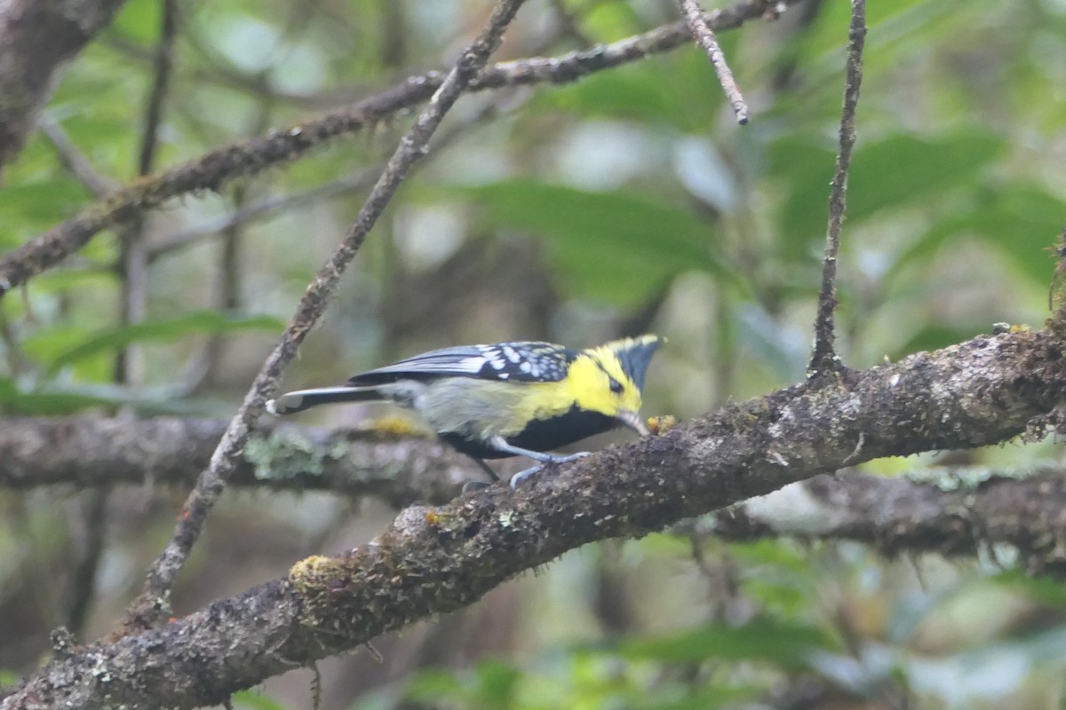 Yellow-cheeked Tit - Nancy Houlihan