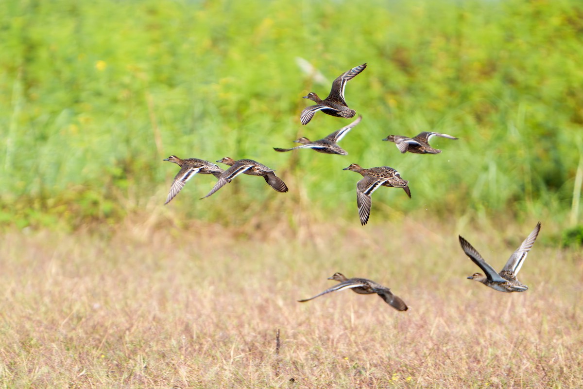 Green-winged Teal - ML614183815