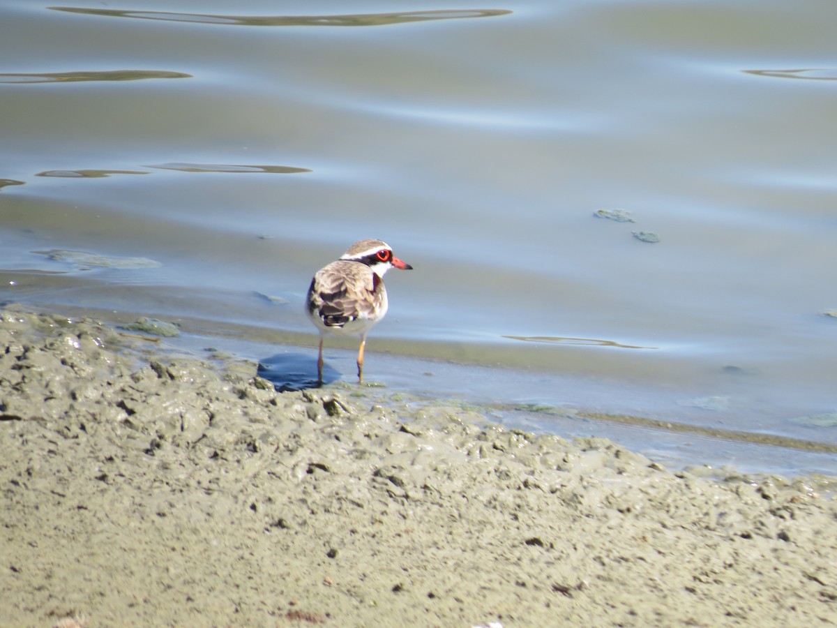 Black-fronted Dotterel - ML614183825