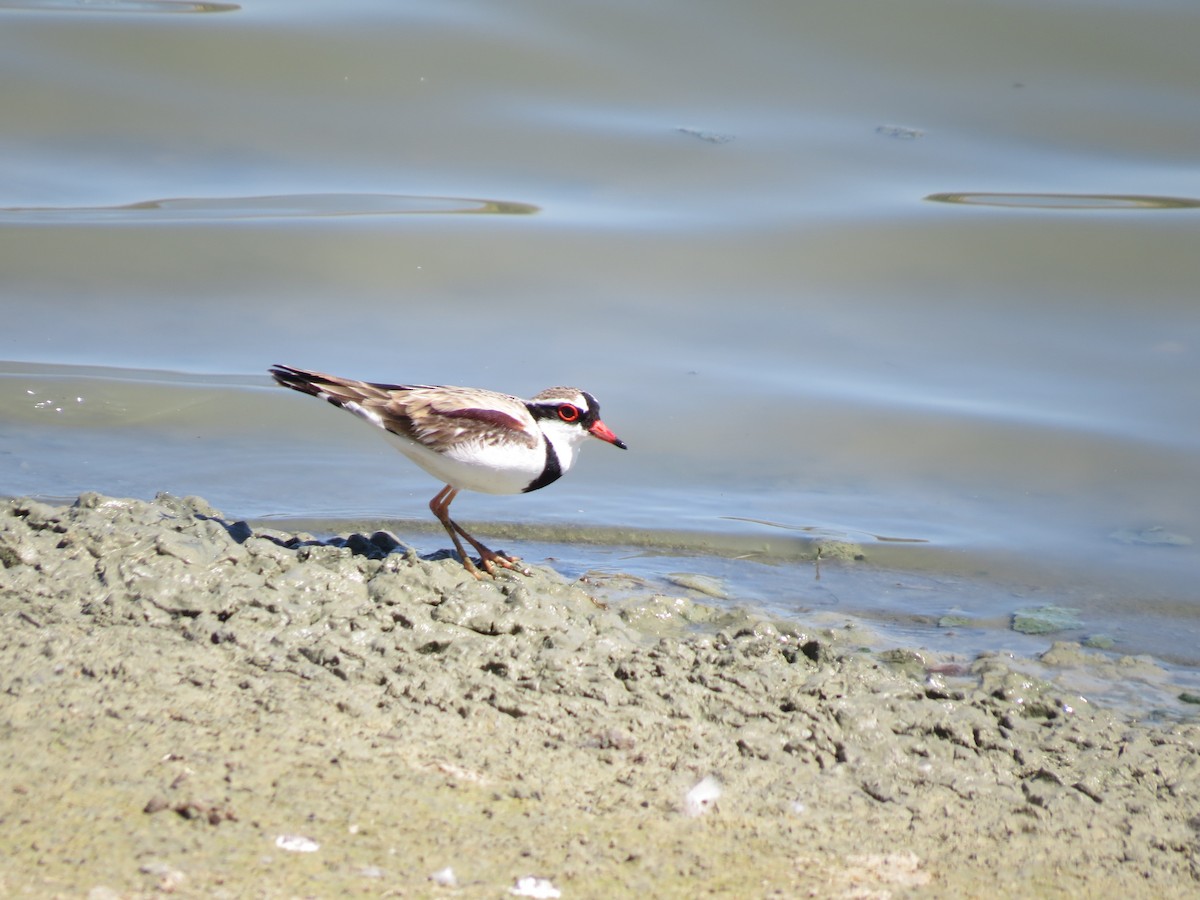 Black-fronted Dotterel - ML614183826