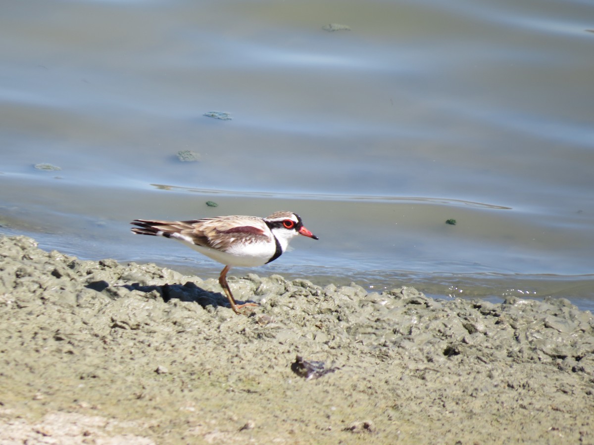 Black-fronted Dotterel - ML614183827