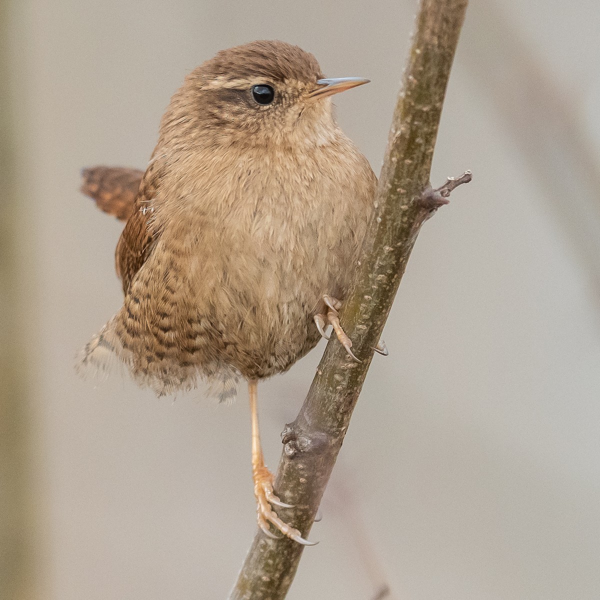 Eurasian Wren - ML614183840