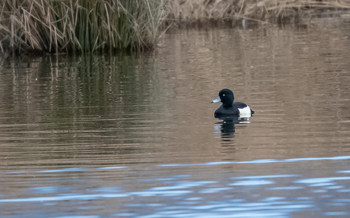 Tufted Duck - ML614183842