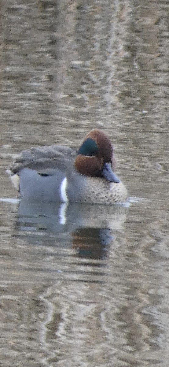 Green-winged Teal - ML614183892
