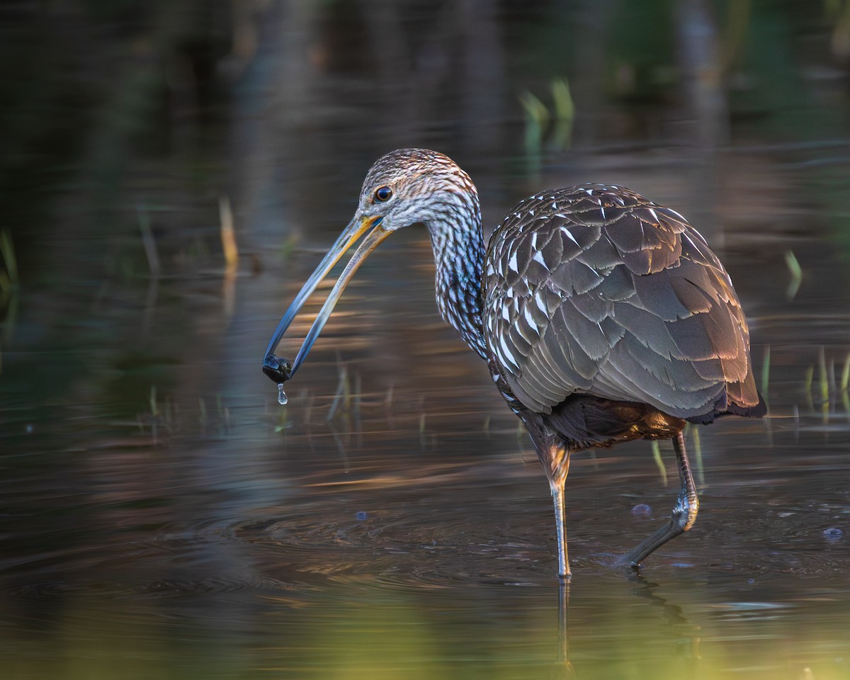 Limpkin - Ashley Barfield