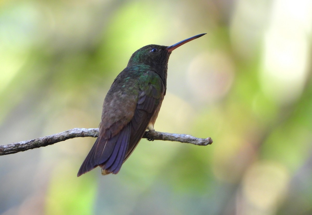 kolibřík zelenobřichý - ML614183952