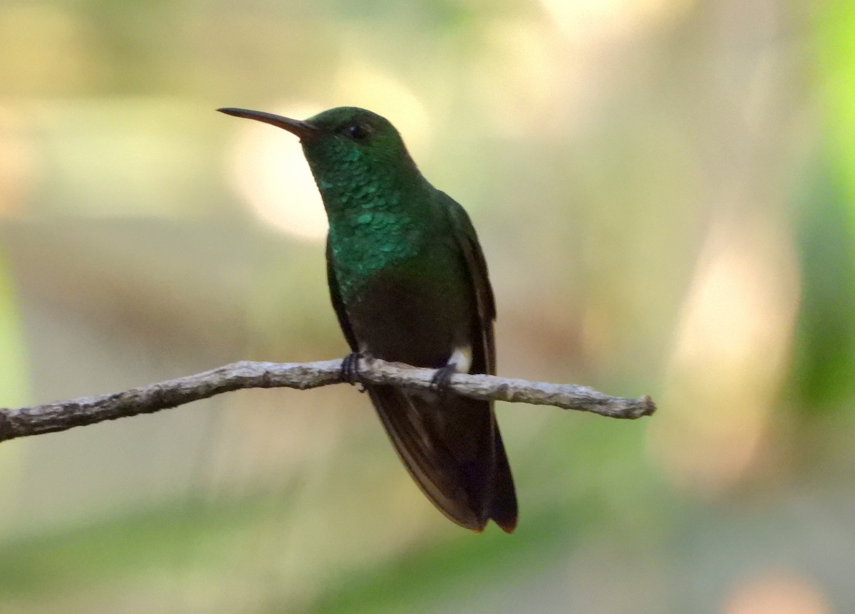 kolibřík zelenobřichý - ML614183953