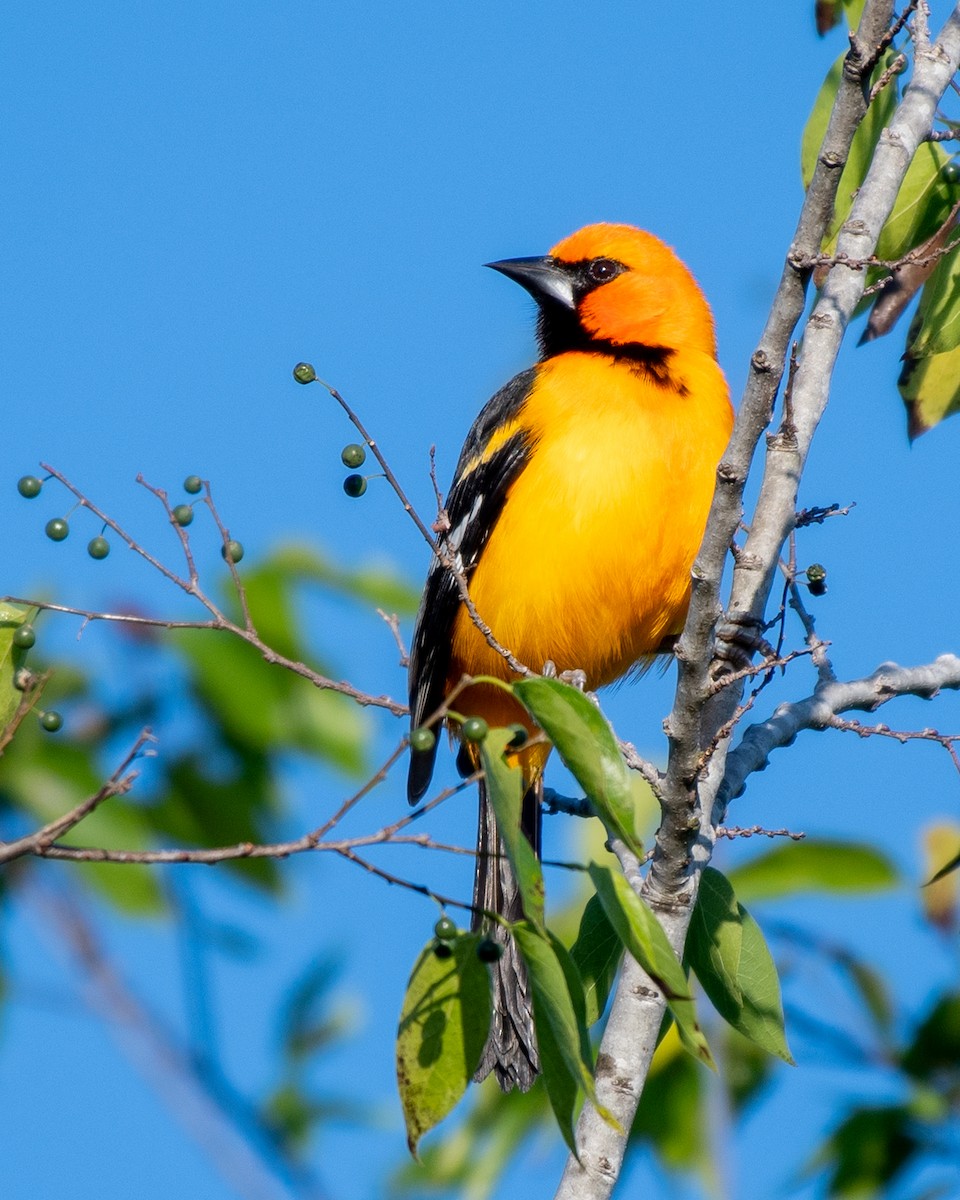 Altamira Oriole - ML614183968