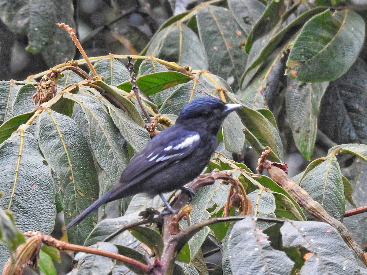 White-winged Becard - Eduardo  Jackson