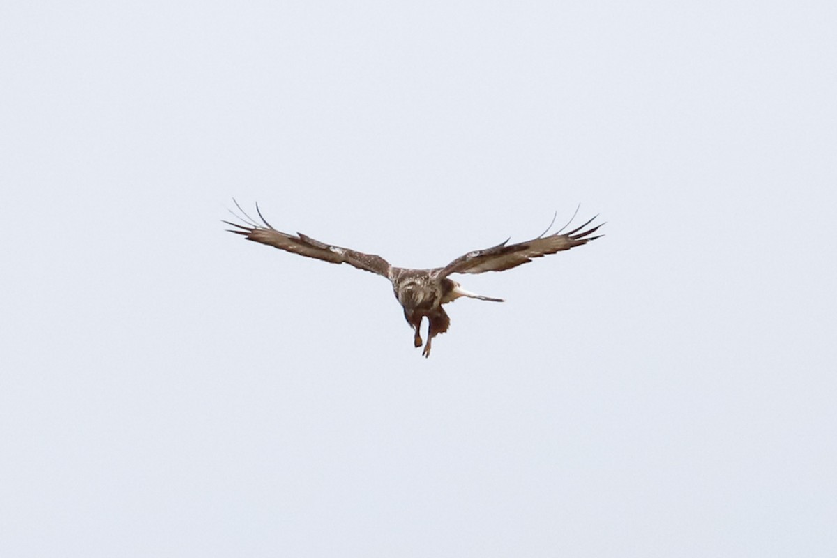 Rough-legged Hawk - ML614183999