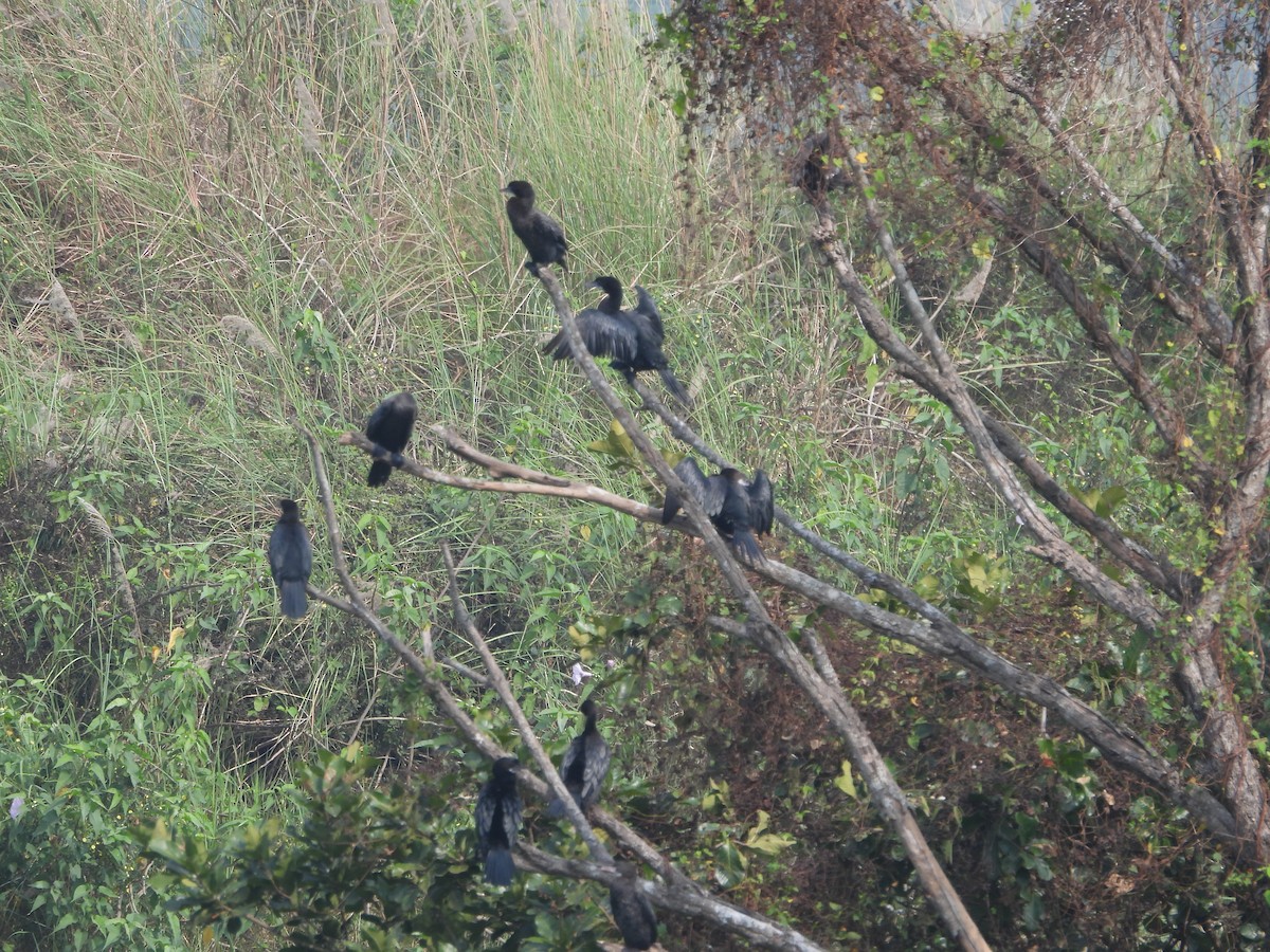 Little Cormorant - ML614184009