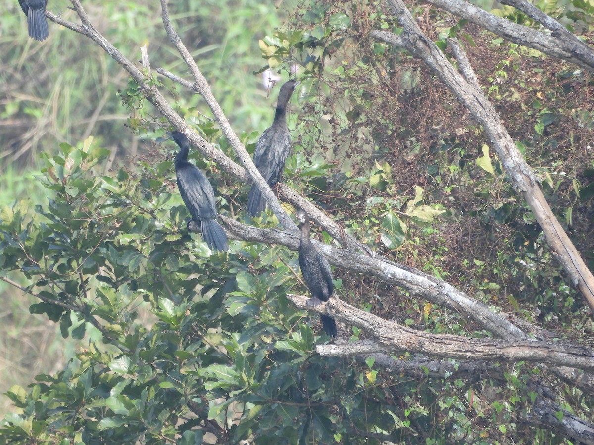 Little Cormorant - ML614184016