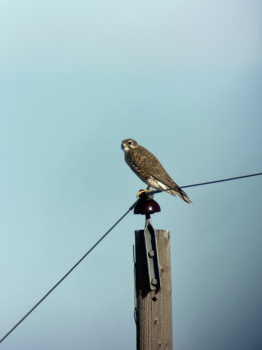 Prairie Falcon - ML614184022