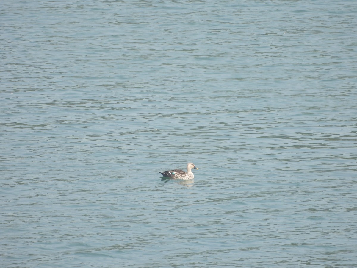 Indian Spot-billed Duck - ML614184033
