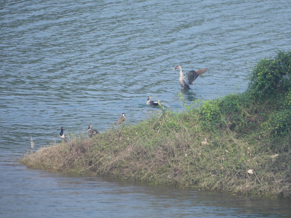 Indian Spot-billed Duck - ML614184040