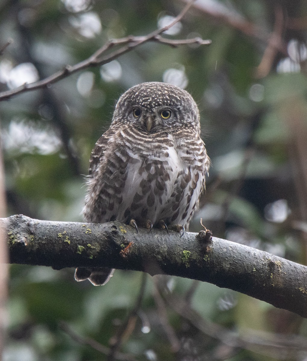 Collared Owlet - Ansar Ahmad Bhat