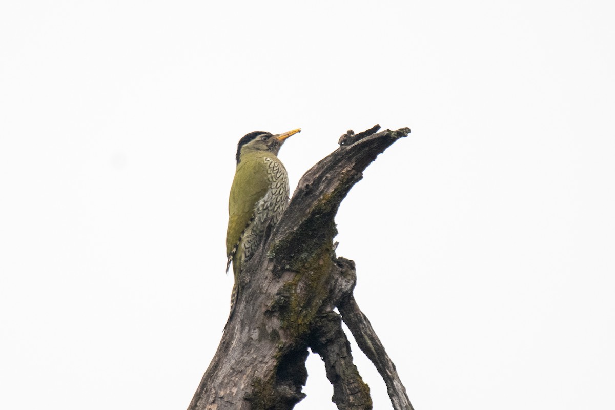 Scaly-bellied Woodpecker - Ansar Ahmad Bhat