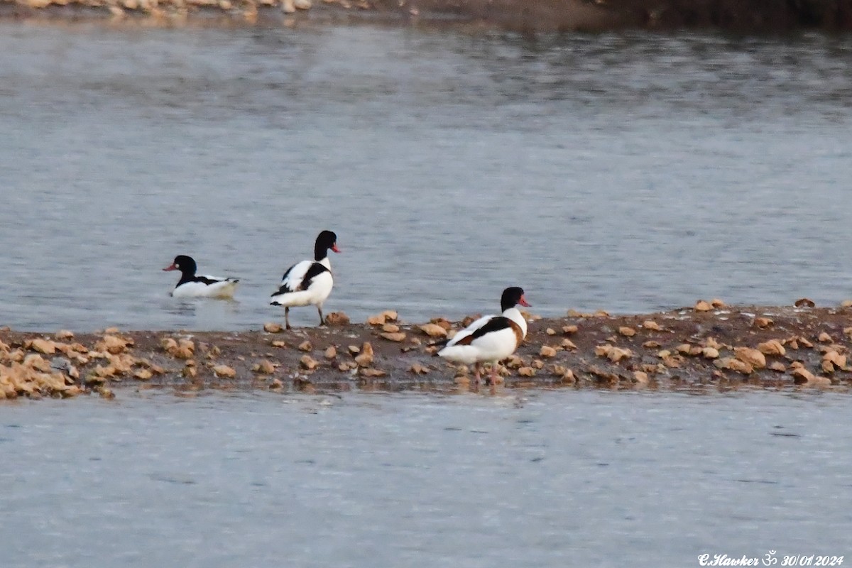 Common Shelduck - Carl  Hawker