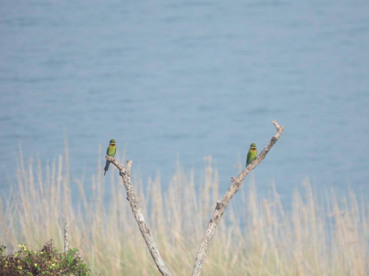 Blue-tailed Bee-eater - ML614184100