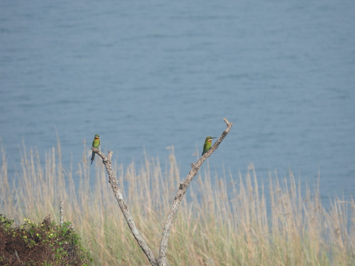 Blue-tailed Bee-eater - ML614184101