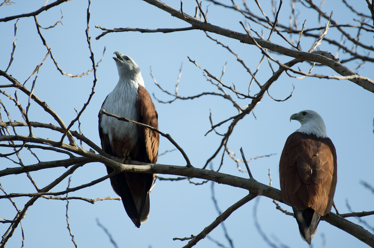 Brahminy Kite - ML614184103