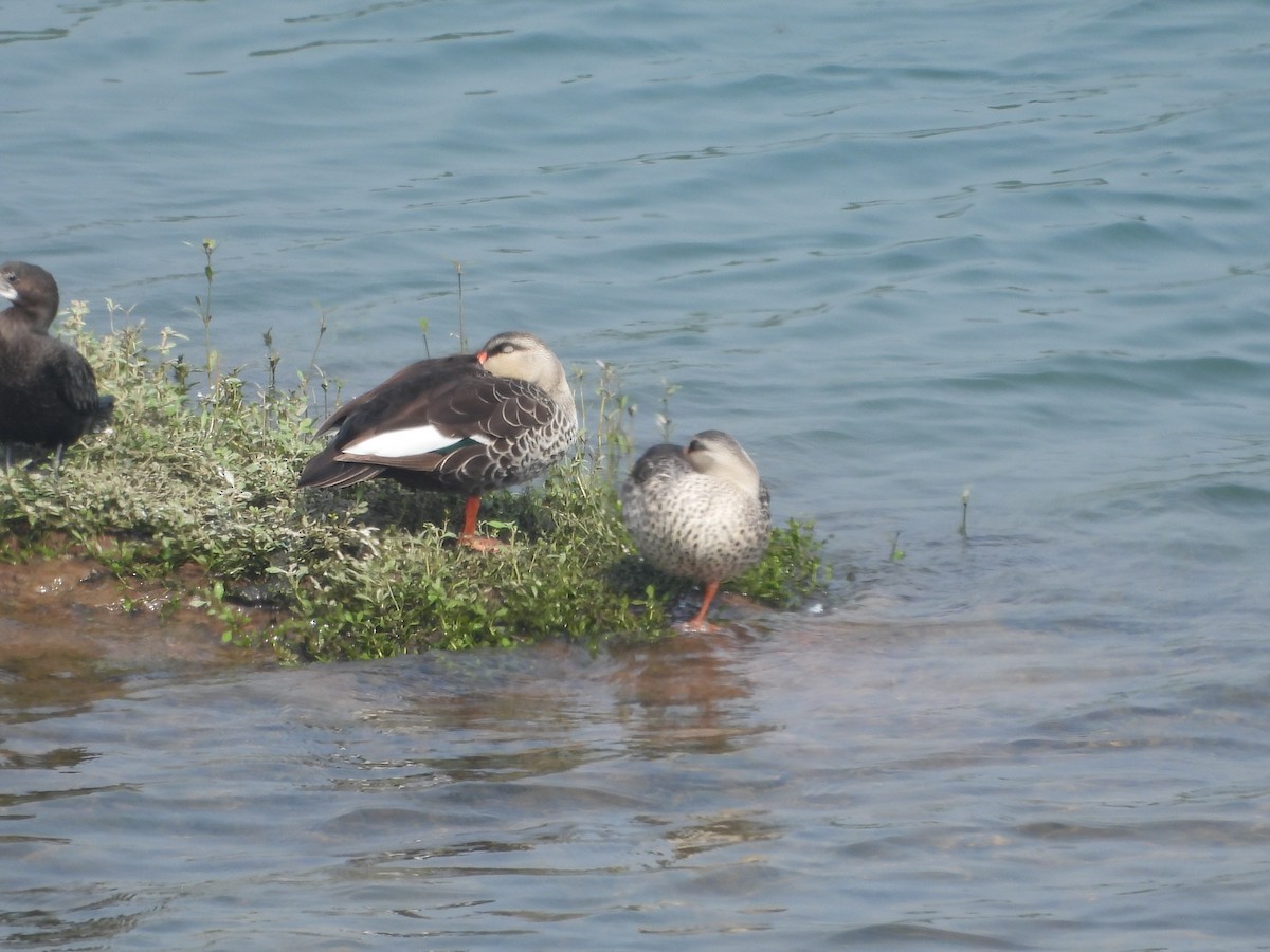 Indian Spot-billed Duck - ML614184121